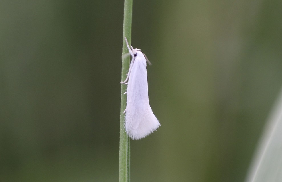 Elachista