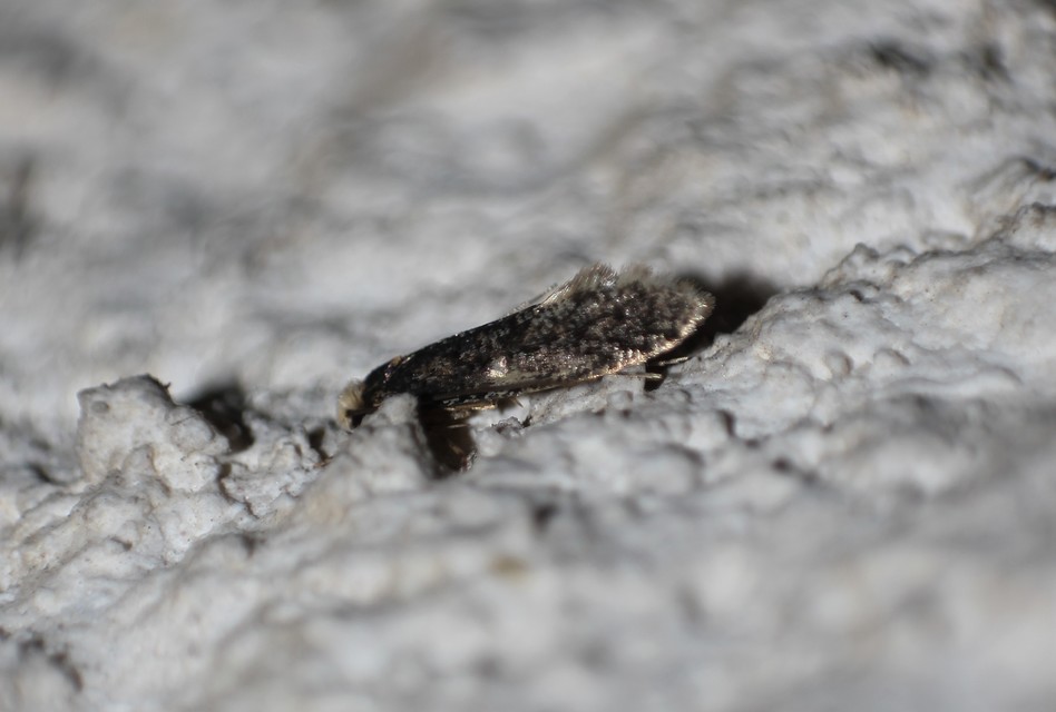 Tineidae - ruhamolyfélék