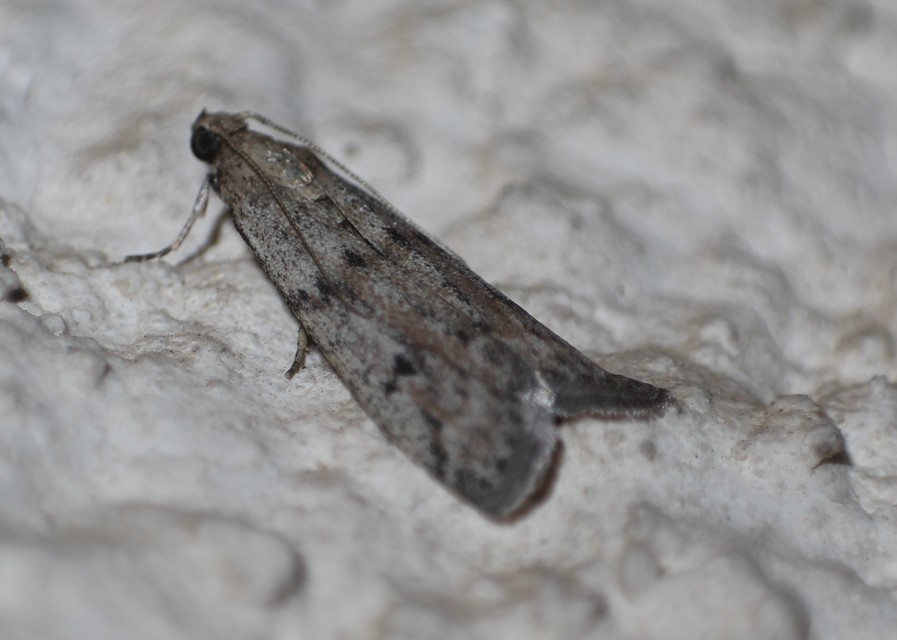 Ephestia
