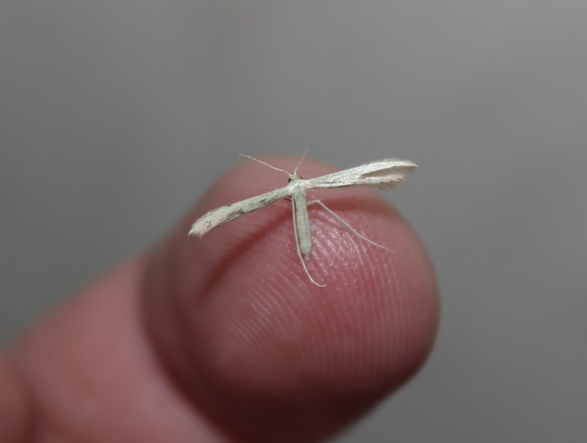 Pterophoridae - tollasmolyfélék