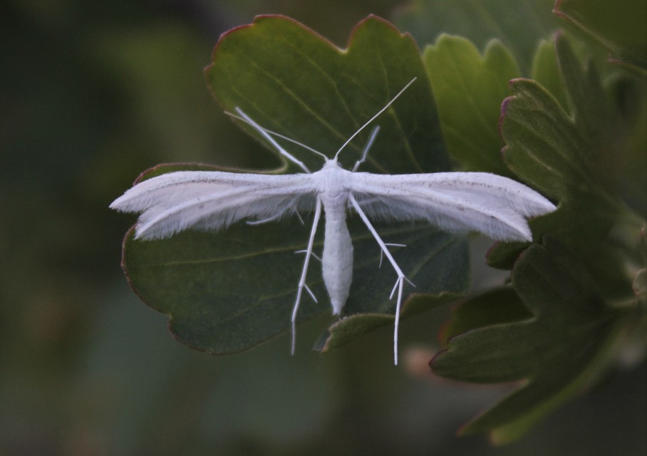 Pterophorus pentadactyla - fehér tollasmoly