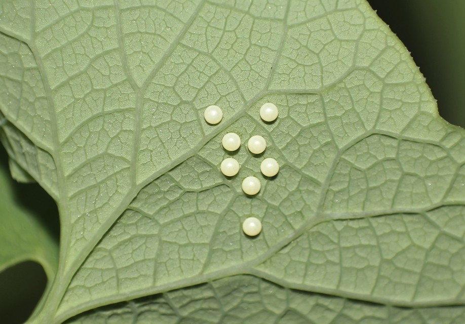 Zerynthia polyxena - farkasalmalepke