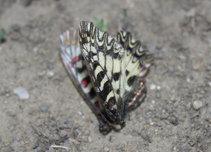 Zerynthia polyxena - farkasalmalepke