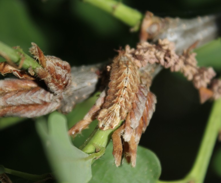 Neozephyrus quercus - tölgyfalepke