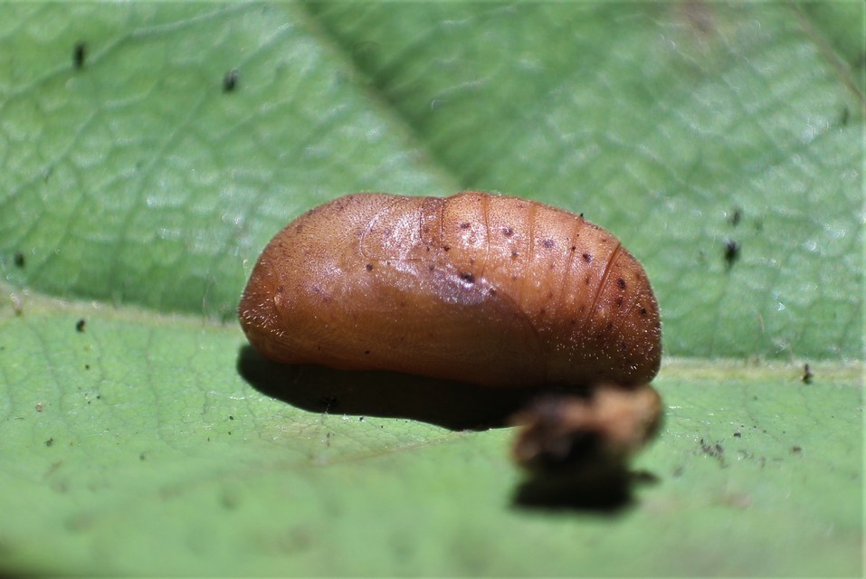 Neozephyrus quercus - tölgyfalepke