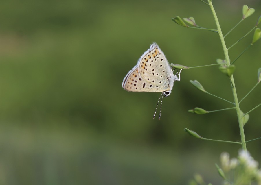 Lycaena tityrus - barna tűzlepke