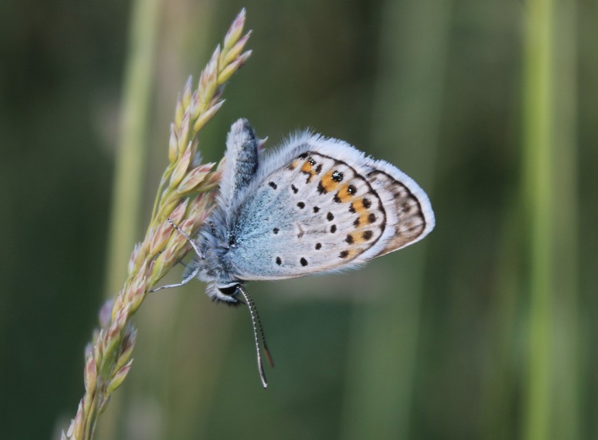Plebejus argus - ezüstös boglárka