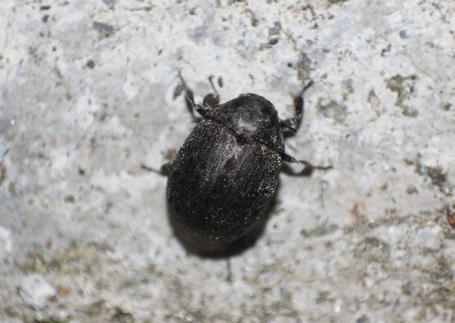 Byrrhus pilula - közönséges labdacsbogár