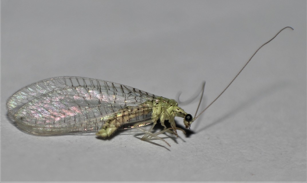 Chrysopidae - zöldfátyolkák