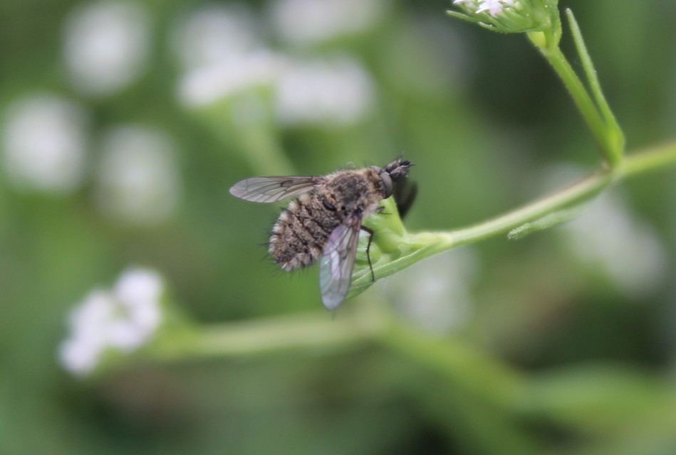 Conophorus virescens