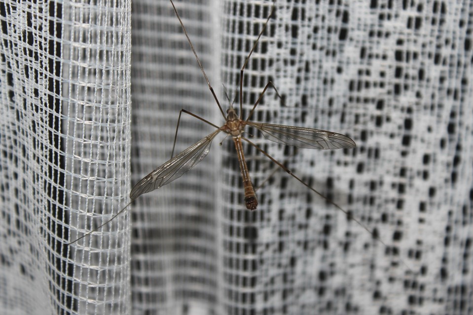 Tipula