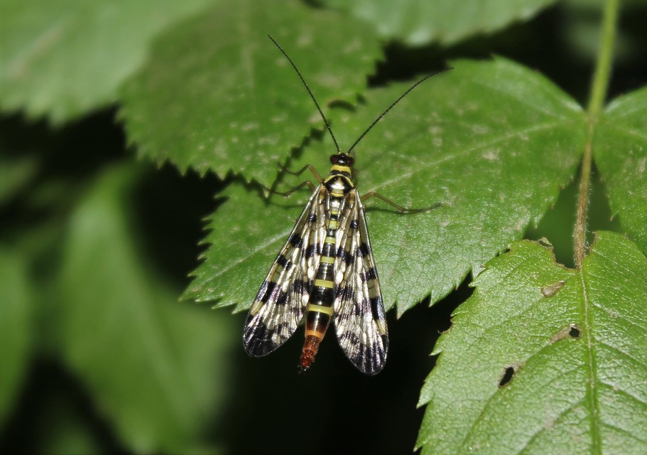 Panorpa vulgaris