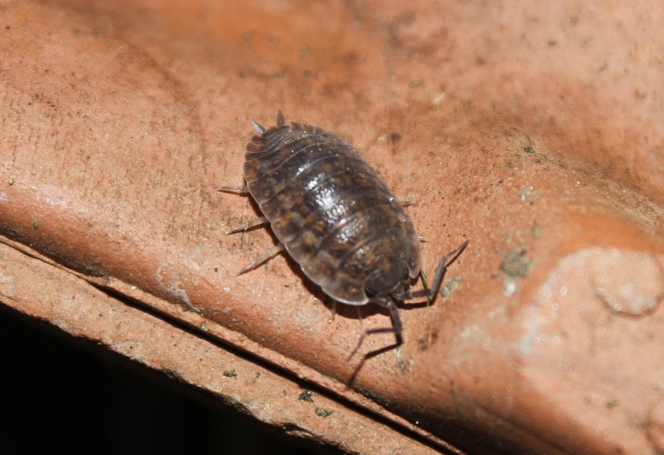 Trachelipus