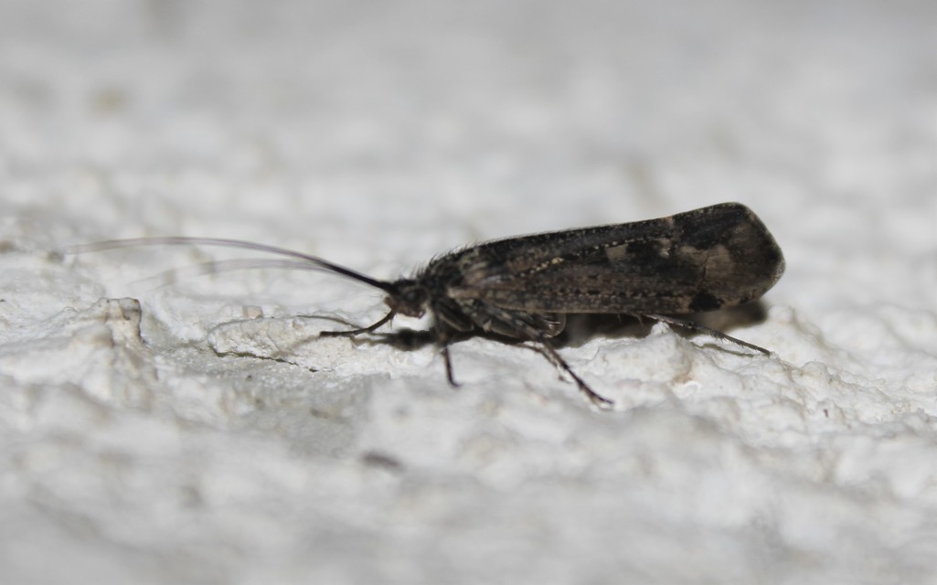 Trichoptera - Tegzesek