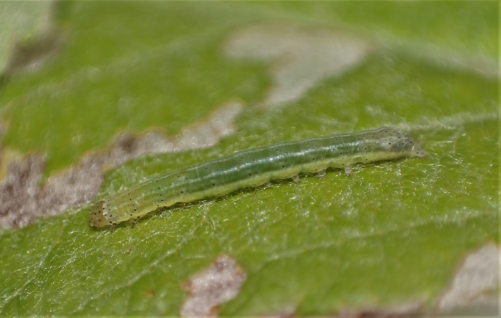Egira conspicillaris - változékony szürkebagoly