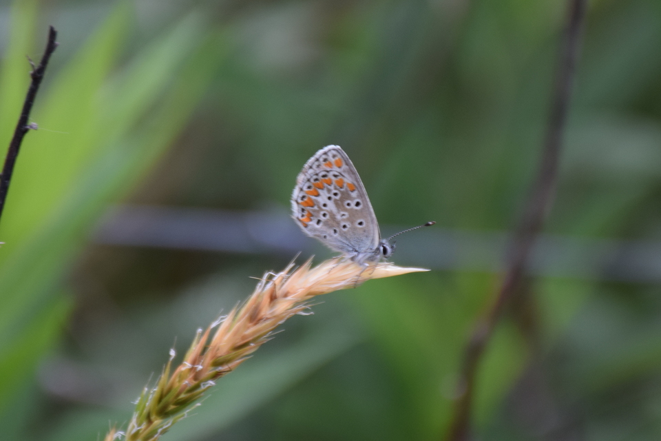 Aricia agestis - szerecsenboglárka