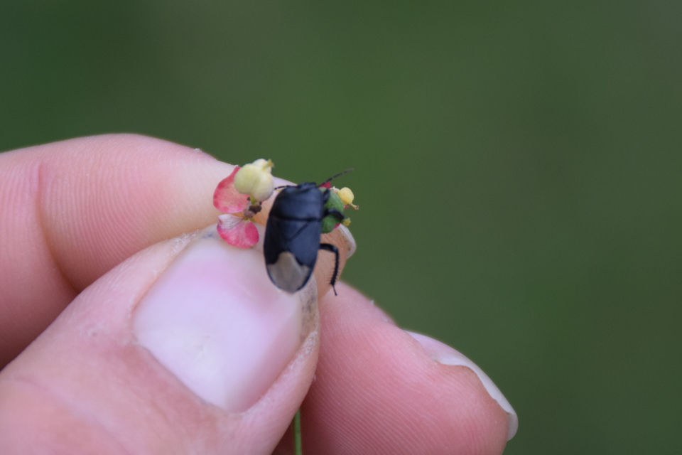 Cydnus aterrimus - nagy földipoloska