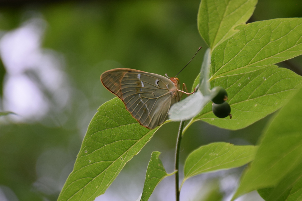 Argynnis pandora - zöldes gyöngyházlepke