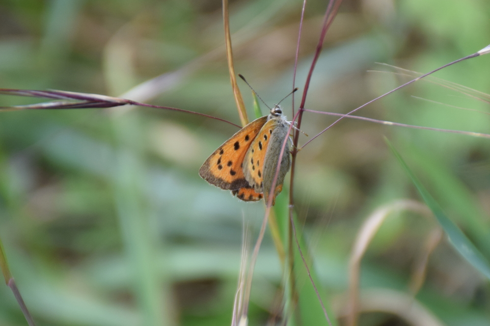 Lycaena phlaeas - közönséges tűzlepke