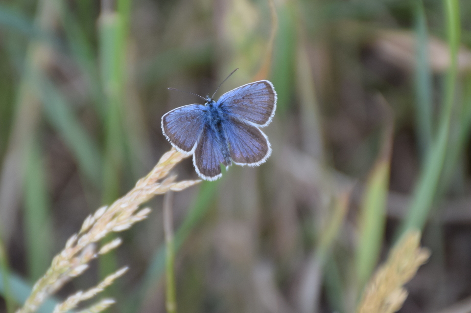 Plebejus argus - ezüstös boglárka