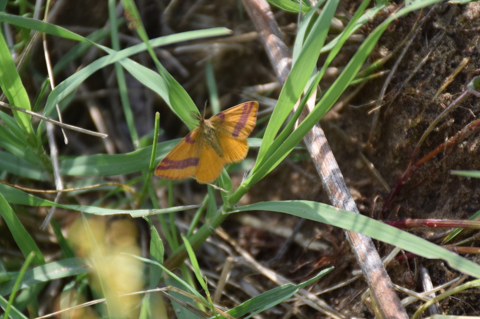 Lythria cruentaria - bíborcsíkos araszoló