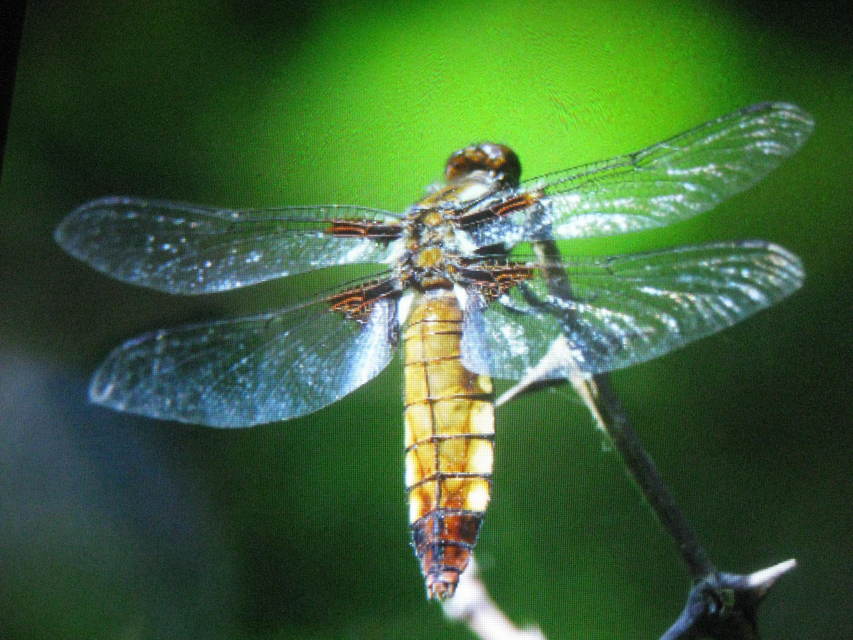 Libellula depressa - széles laposacsa