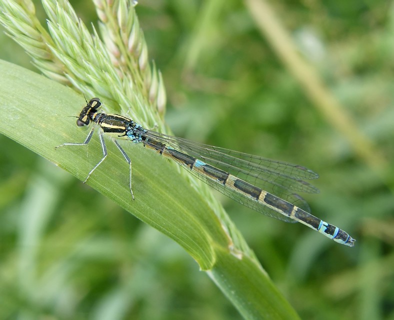 Coenagrion scitulum - mediterrán légivadász
