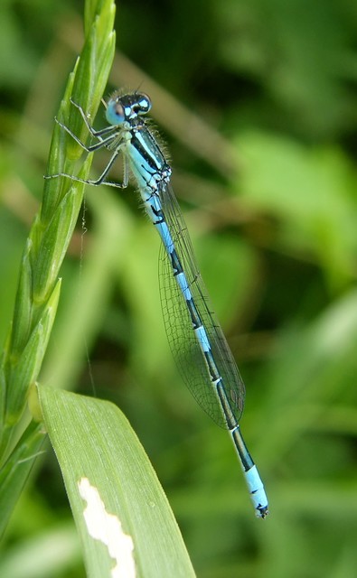 Coenagrion scitulum - mediterrán légivadász