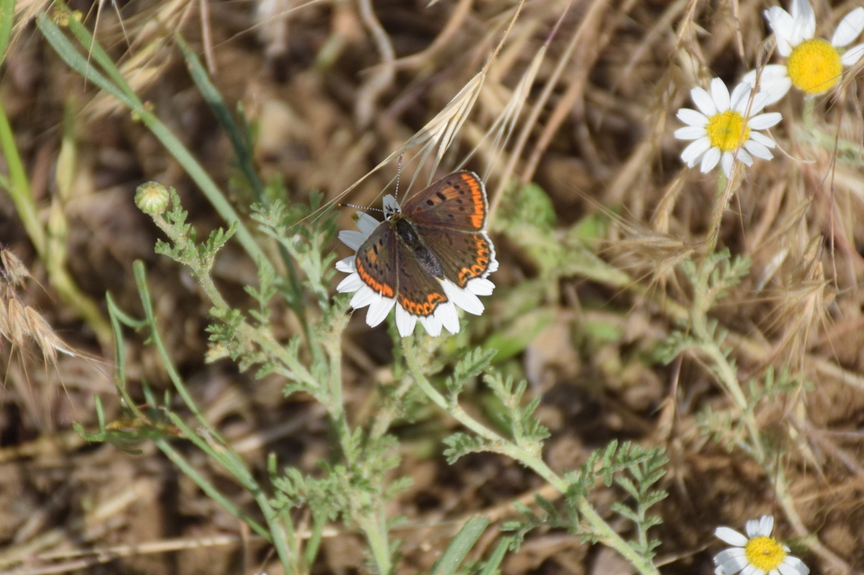 Lycaena tityrus - barna tűzlepke