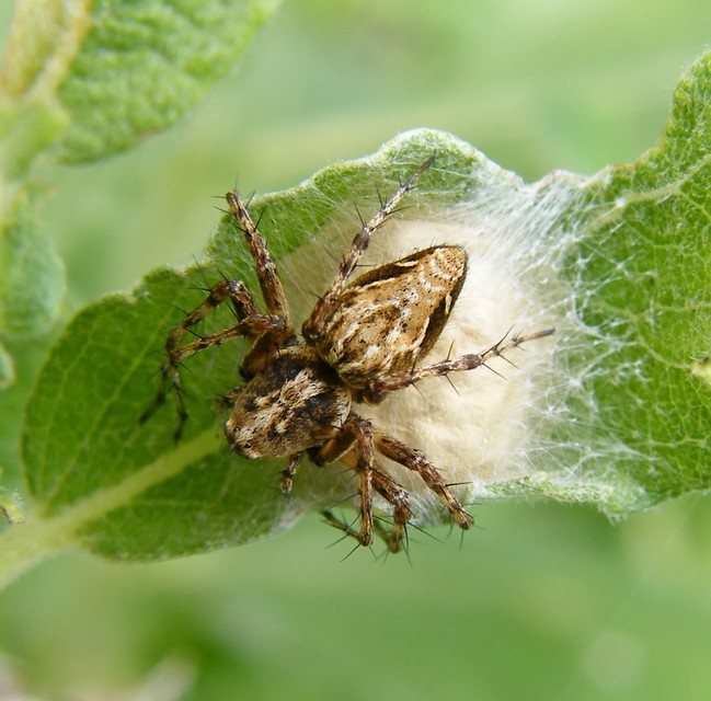 Oxyopes ramosus