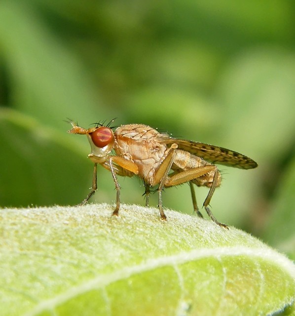 Sciomyzidae - szarvaslégyfélék
