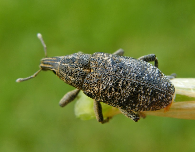 Cleonis pigra - közönséges bogáncsbarkó