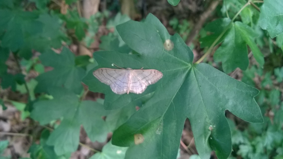 Idaea aversata - nagy sávosaraszoló