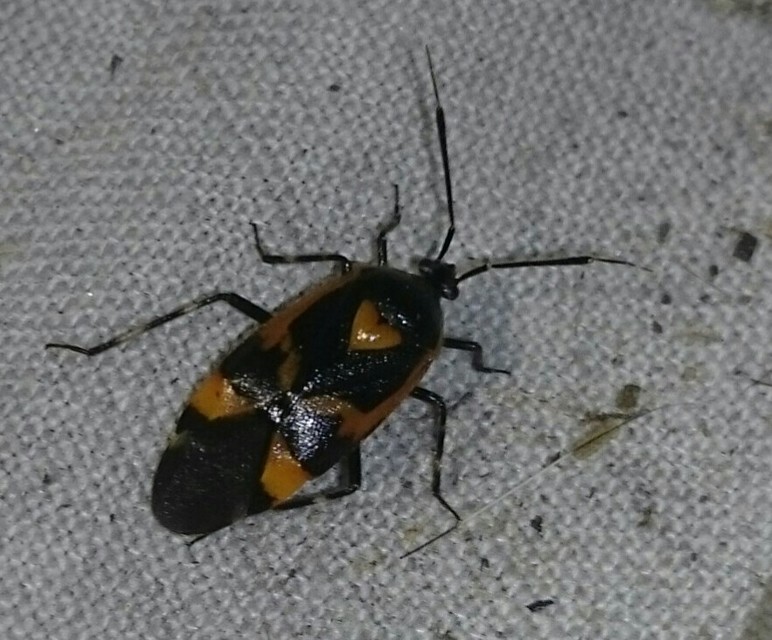 Deraeocoris trifasciatus - nagy mezeipoloska