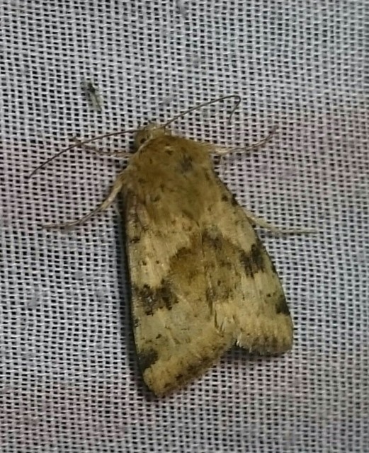 Heliothis adaucta - somkóróbagoly