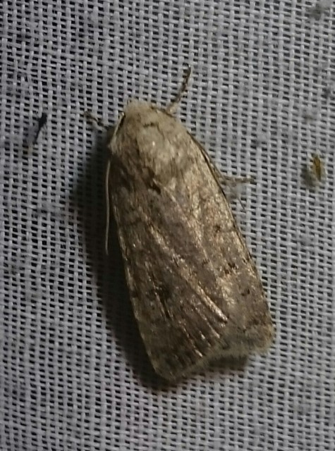 Paradrina clavipalpis - közönséges selymesbagoly