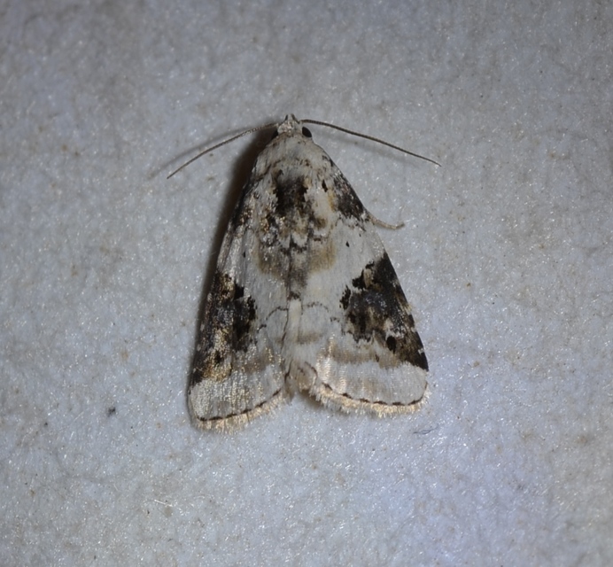 Pseudeustrotia candidula - fehéres apróbagoly