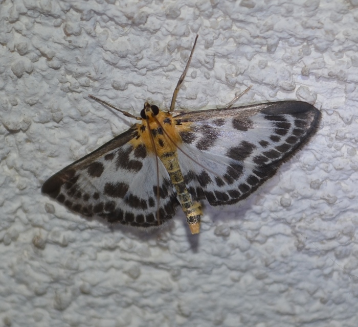 Anania hortulata - tarka csalánmoly