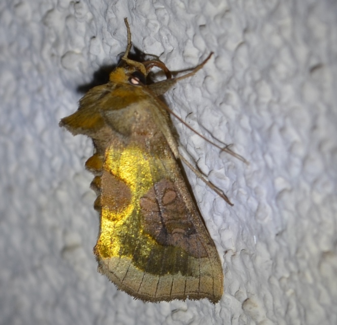 Diachrysia stenochrysis - rejtőző aranybagoly