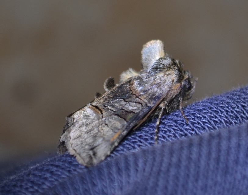 Abrostola tripartita - szürkeövű csalánbagoly