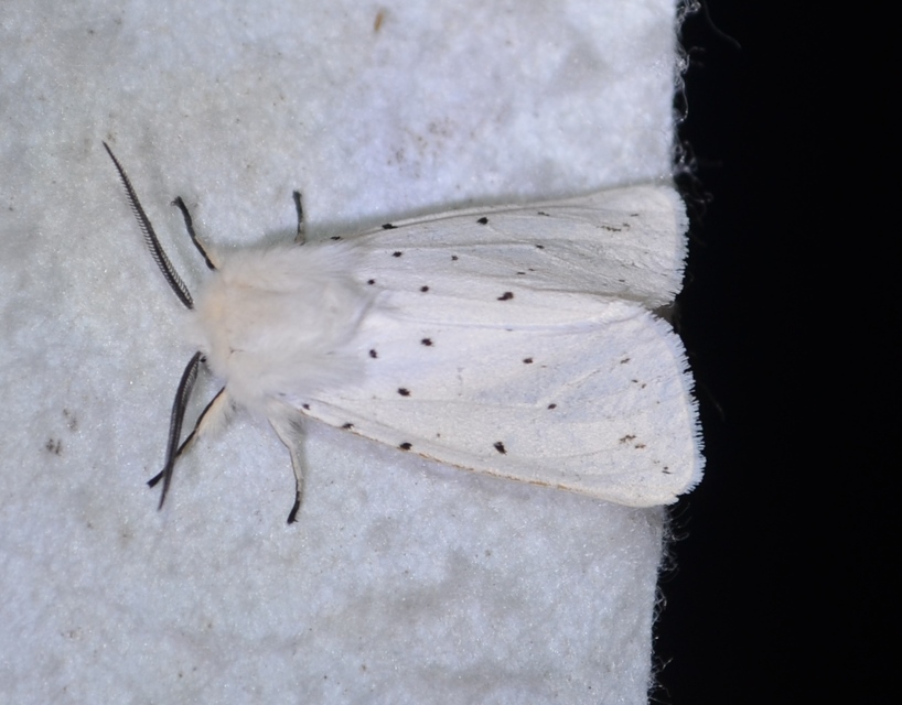 Spilosoma lubricipedum - tejszínű medvelepke