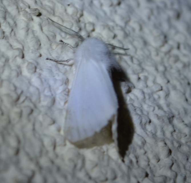 Hyphantria cunea - amerikai fehér medvelepke