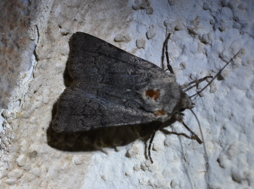 Agrotis cinerea - szürkés földibagoly