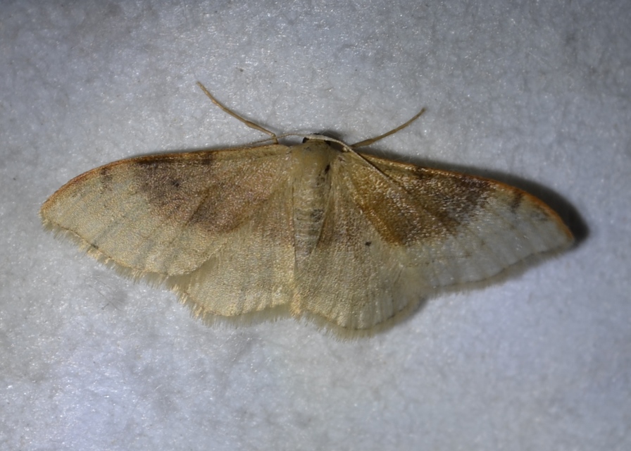 Idaea degeneraria - barnasávos araszoló