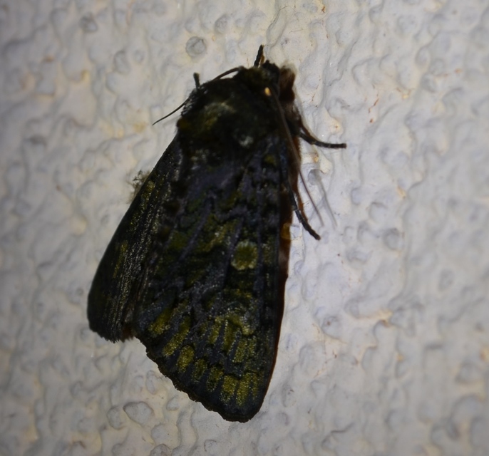 Craniophora ligustri - fagyalbagoly