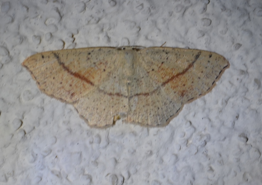 Cyclophora punctaria - sávos pettyesaraszoló