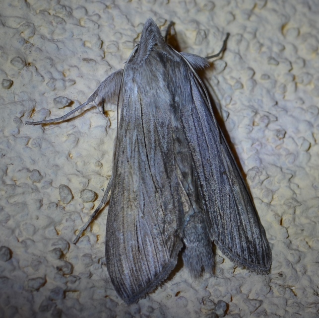 Cucullia umbratica - közönséges csuklyásbagoly