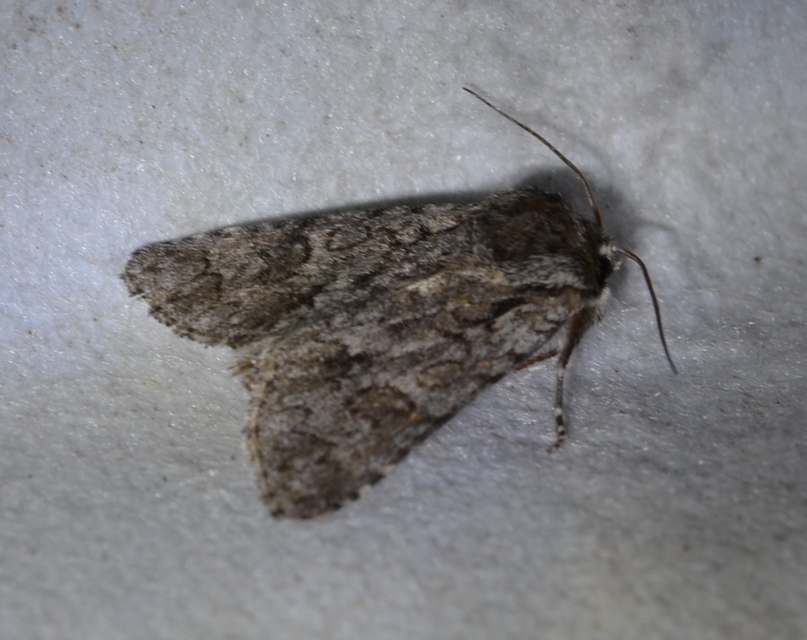 Acronicta auricoma - aranyos szigonyosbagoly