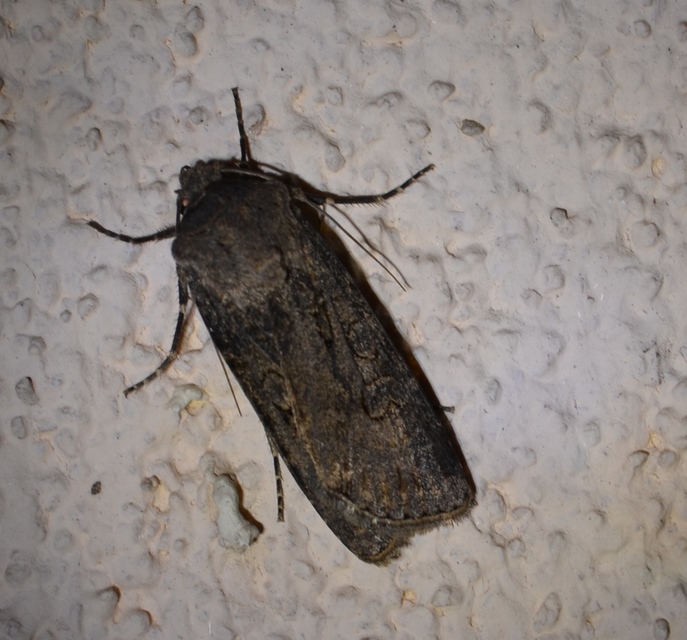 Agrotis segetum - vetési földibagoly