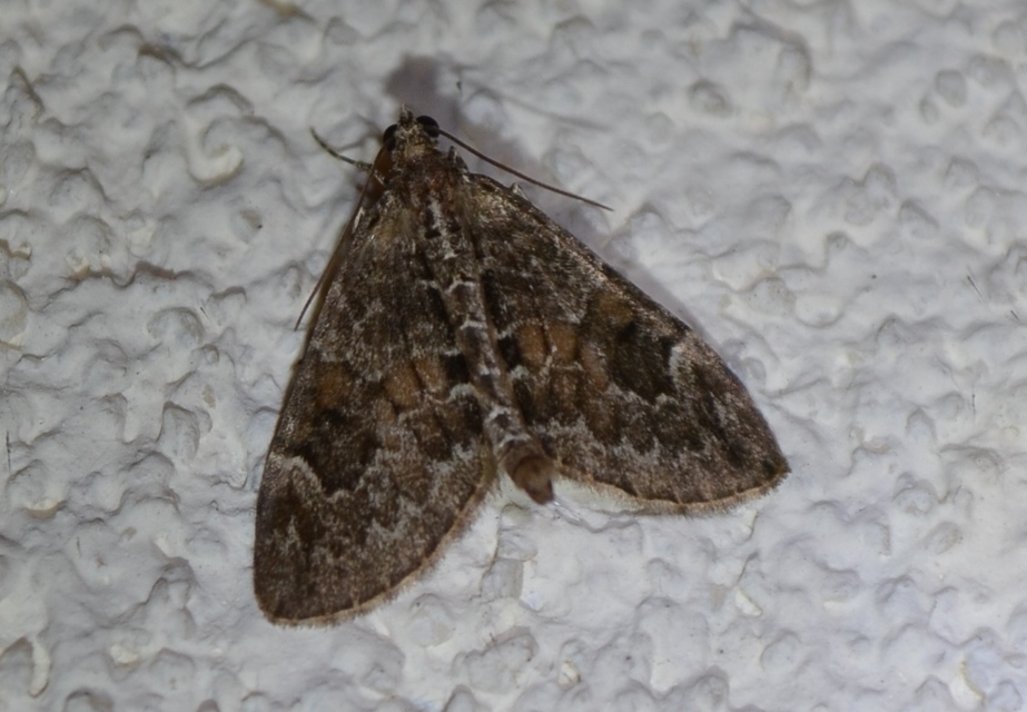 Thera variata/britannica